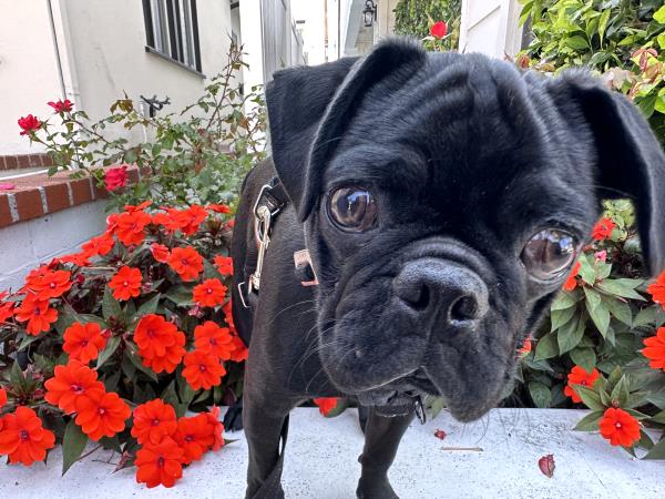 /images/uploads/pug nation rescue of los angeles/pugnation2024/entries/30851thumb.jpg